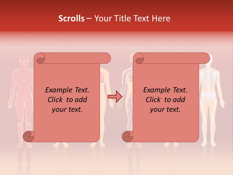 Respiratory Circulatory Skeletal PowerPoint Template