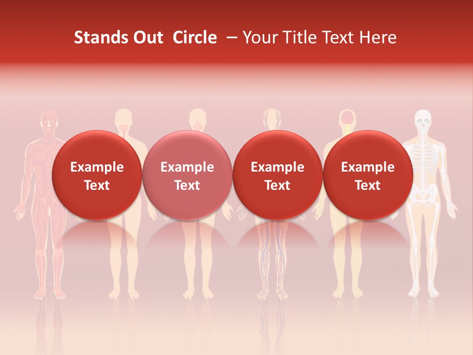 Respiratory Circulatory Skeletal PowerPoint Template