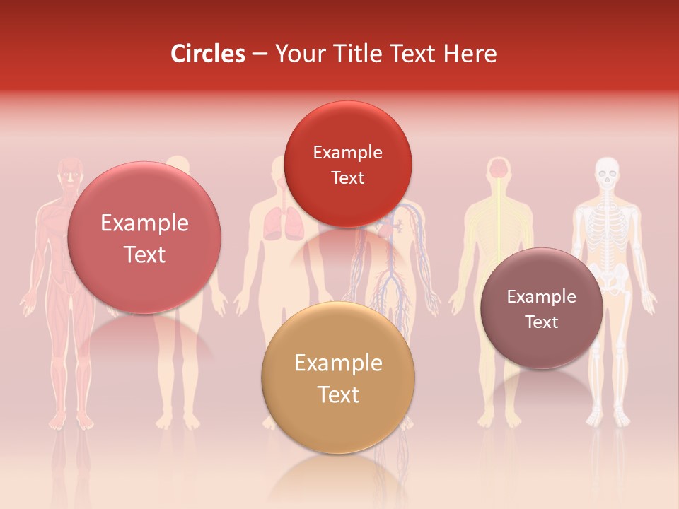 Respiratory Circulatory Skeletal PowerPoint Template