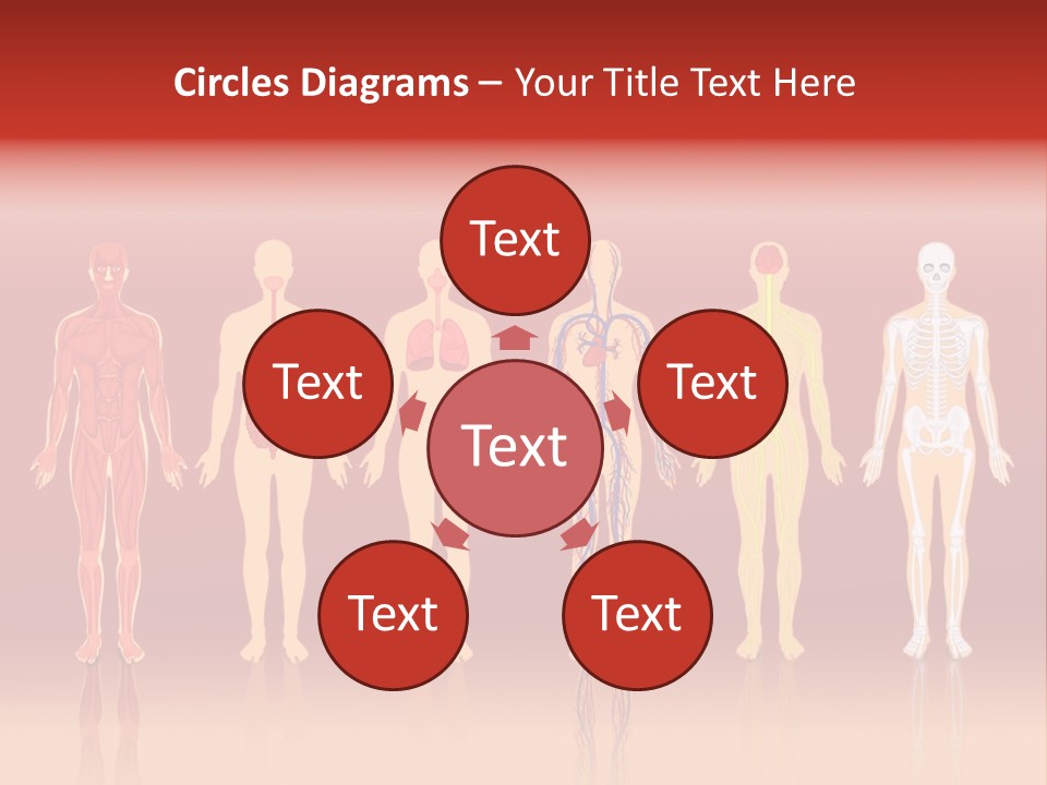 Respiratory Circulatory Skeletal PowerPoint Template