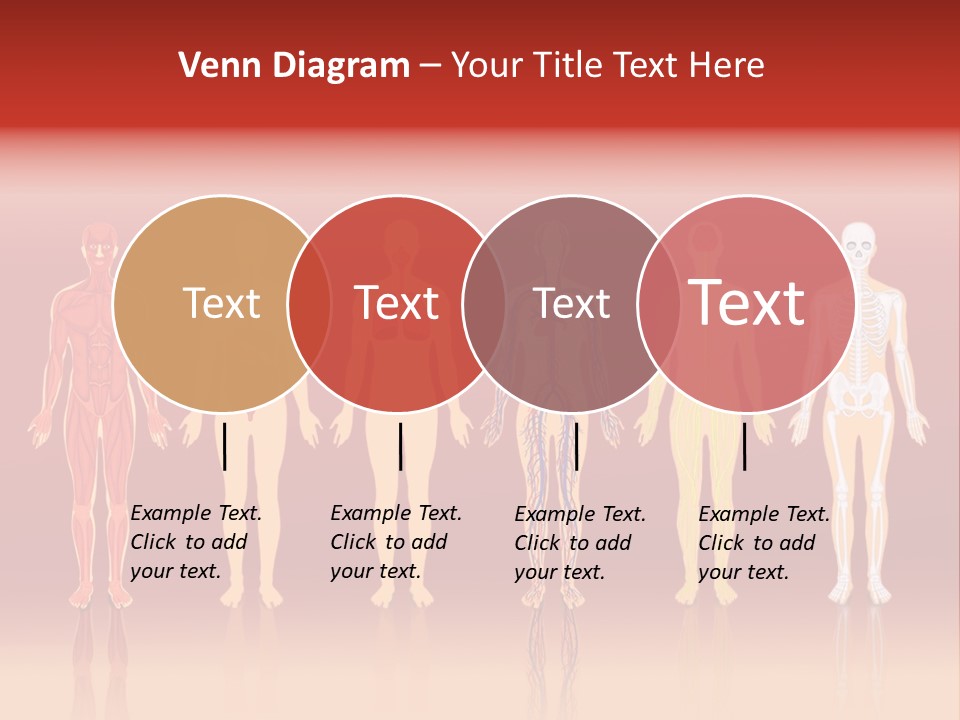 Respiratory Circulatory Skeletal PowerPoint Template