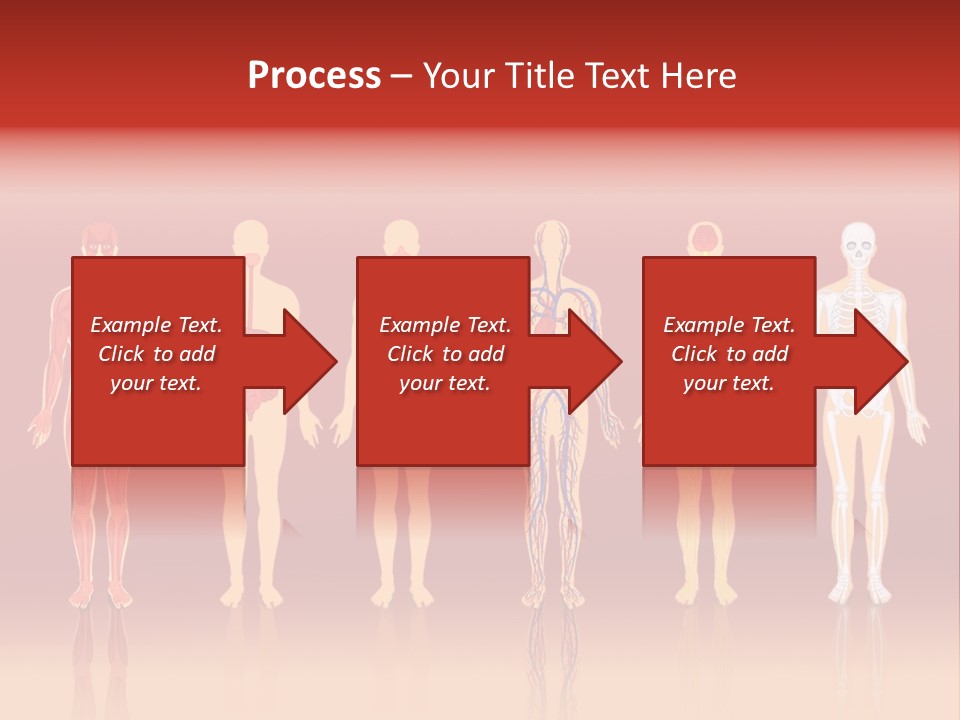 Respiratory Circulatory Skeletal PowerPoint Template