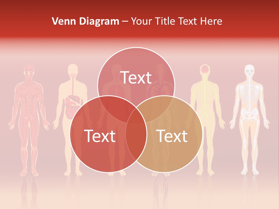Respiratory Circulatory Skeletal PowerPoint Template