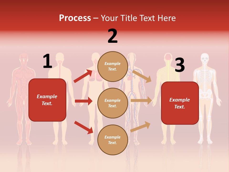 Respiratory Circulatory Skeletal PowerPoint Template