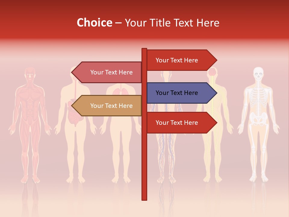 Respiratory Circulatory Skeletal PowerPoint Template