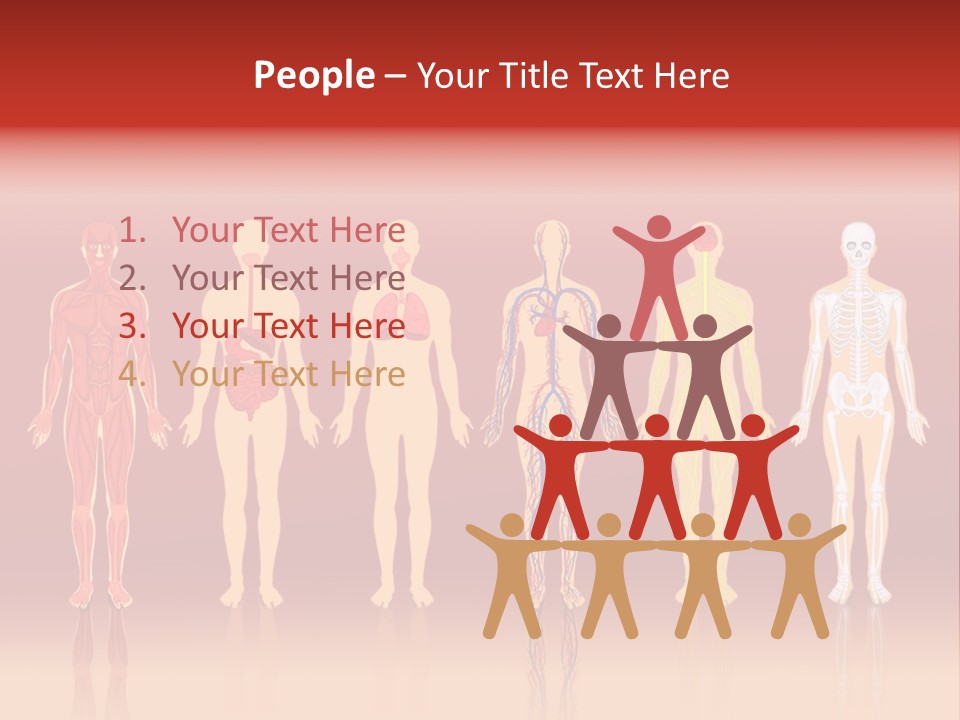 Respiratory Circulatory Skeletal PowerPoint Template