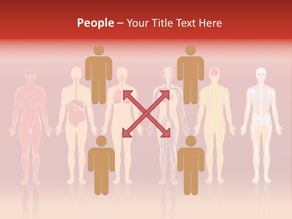 Respiratory Circulatory Skeletal PowerPoint Template