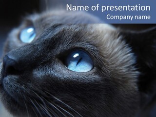 Staring Beautiful Pet PowerPoint Template