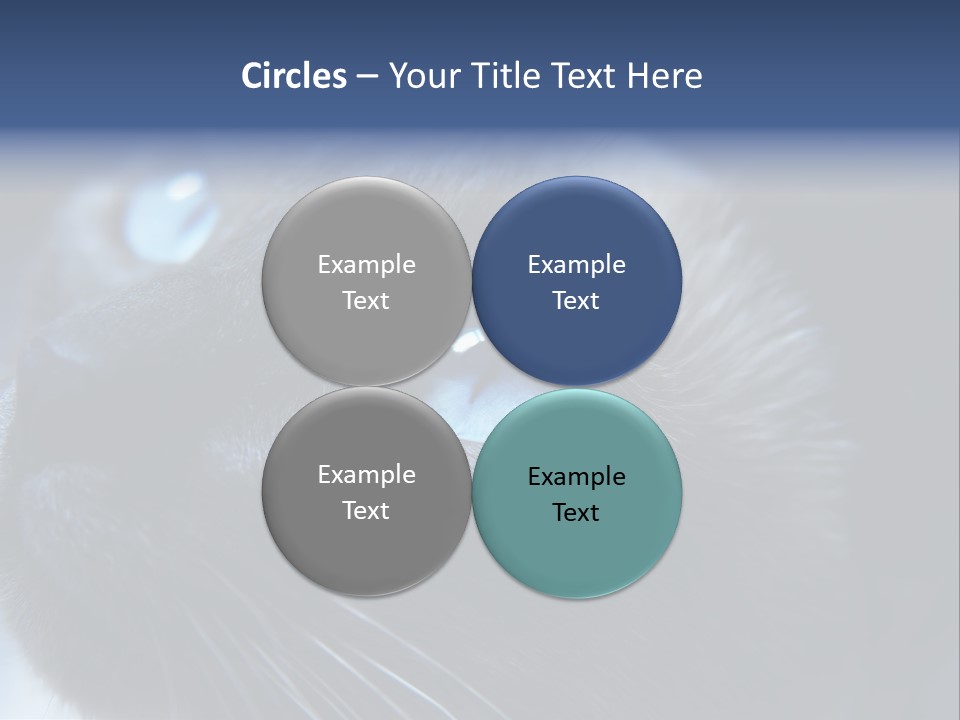 Staring Beautiful Pet PowerPoint Template