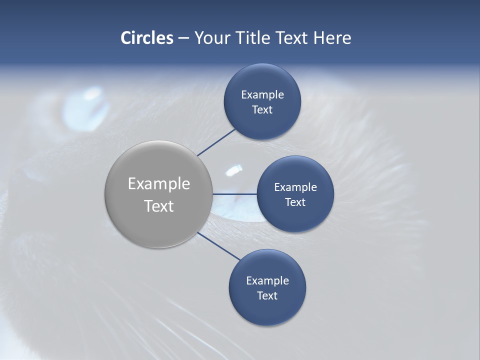 Staring Beautiful Pet PowerPoint Template