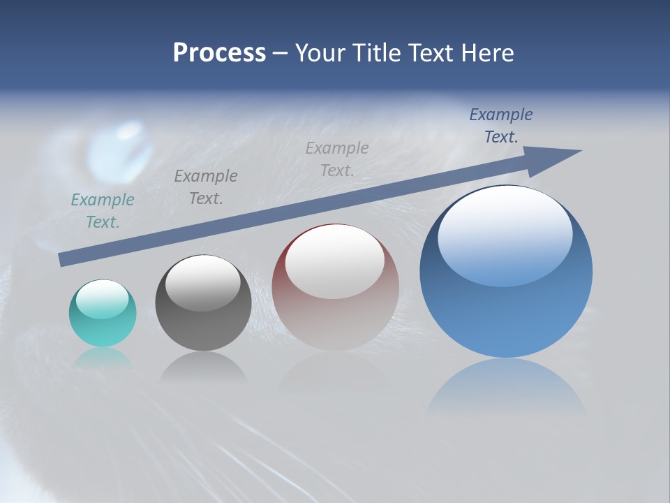 Staring Beautiful Pet PowerPoint Template