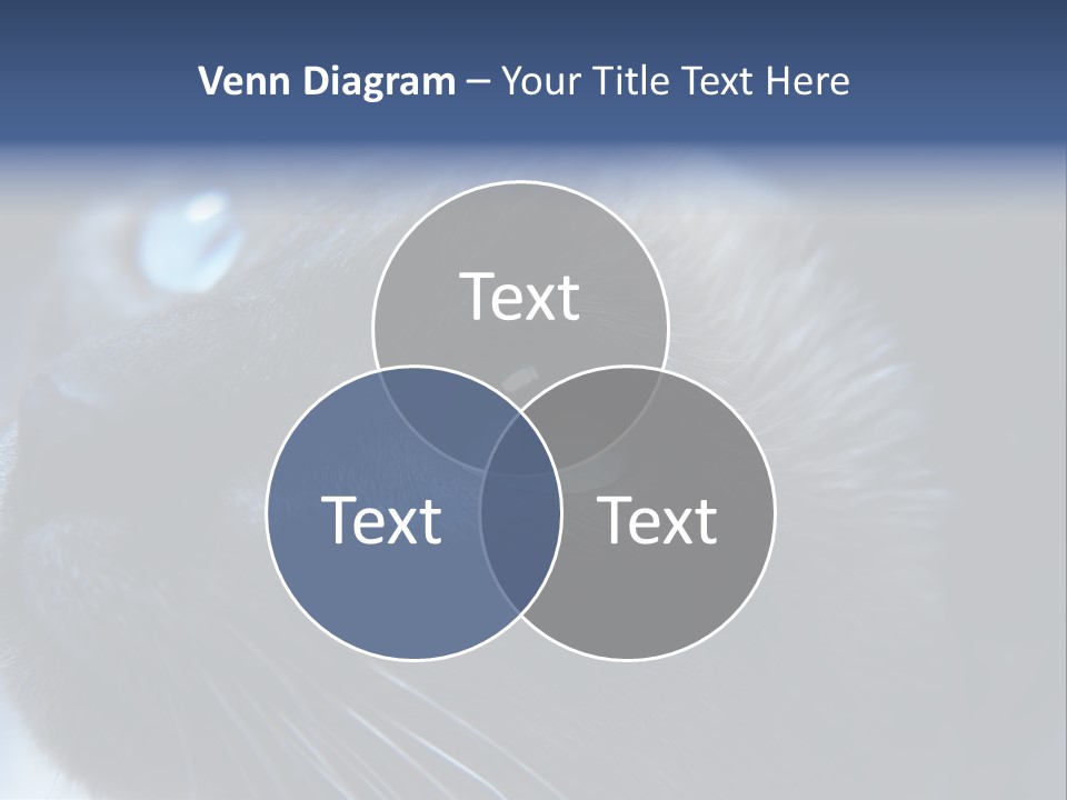 Staring Beautiful Pet PowerPoint Template