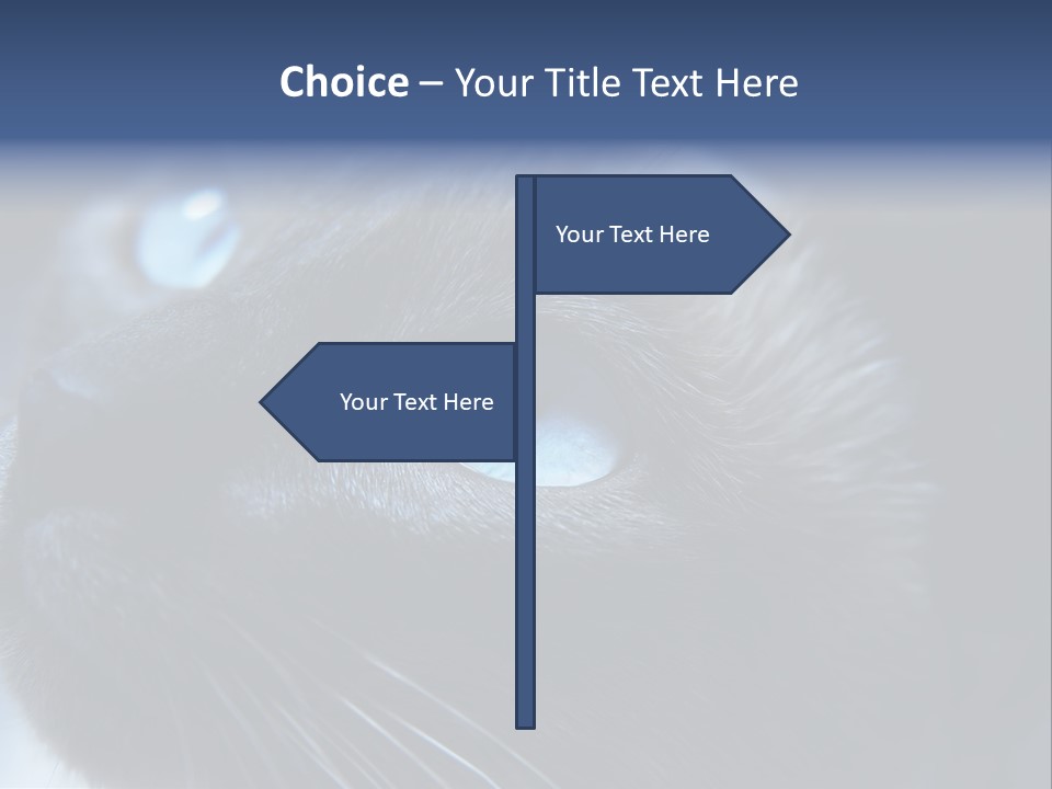 Staring Beautiful Pet PowerPoint Template