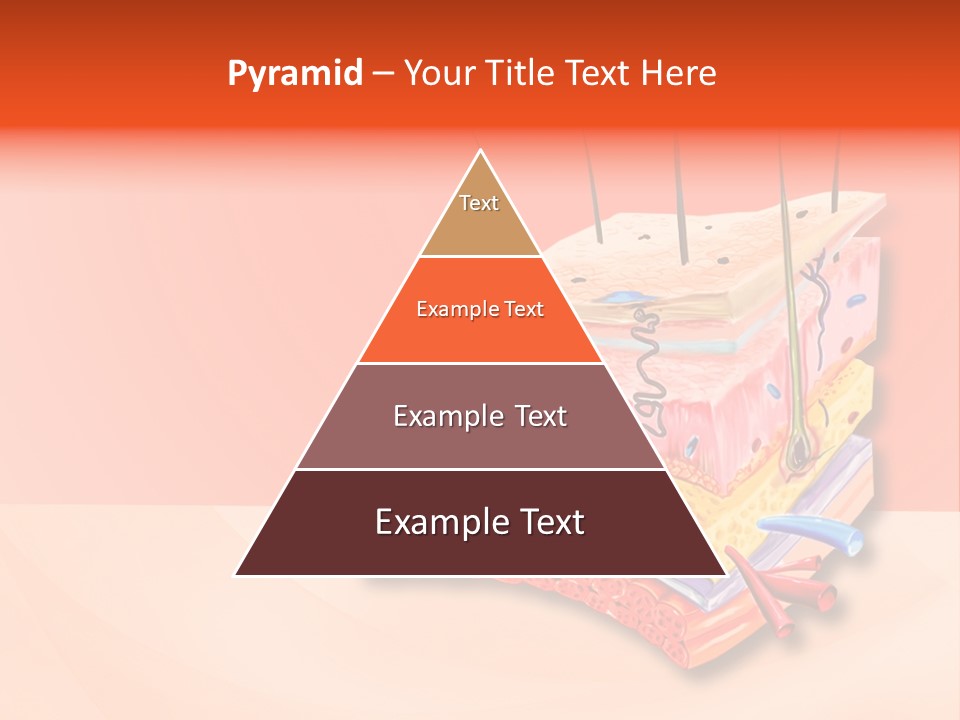 Mu Cle Haft Medical PowerPoint Template