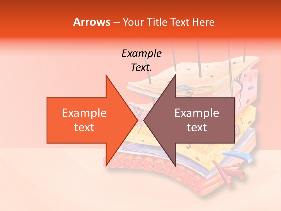 Mu Cle Haft Medical PowerPoint Template