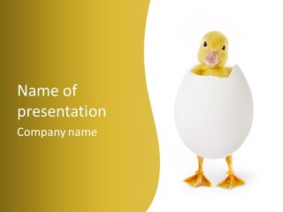 Hatch Duck Springtime PowerPoint Template