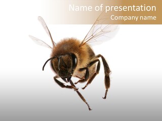 Wing Background Honey PowerPoint Template