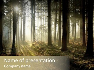 Sunshine Colors Peaceful PowerPoint Template