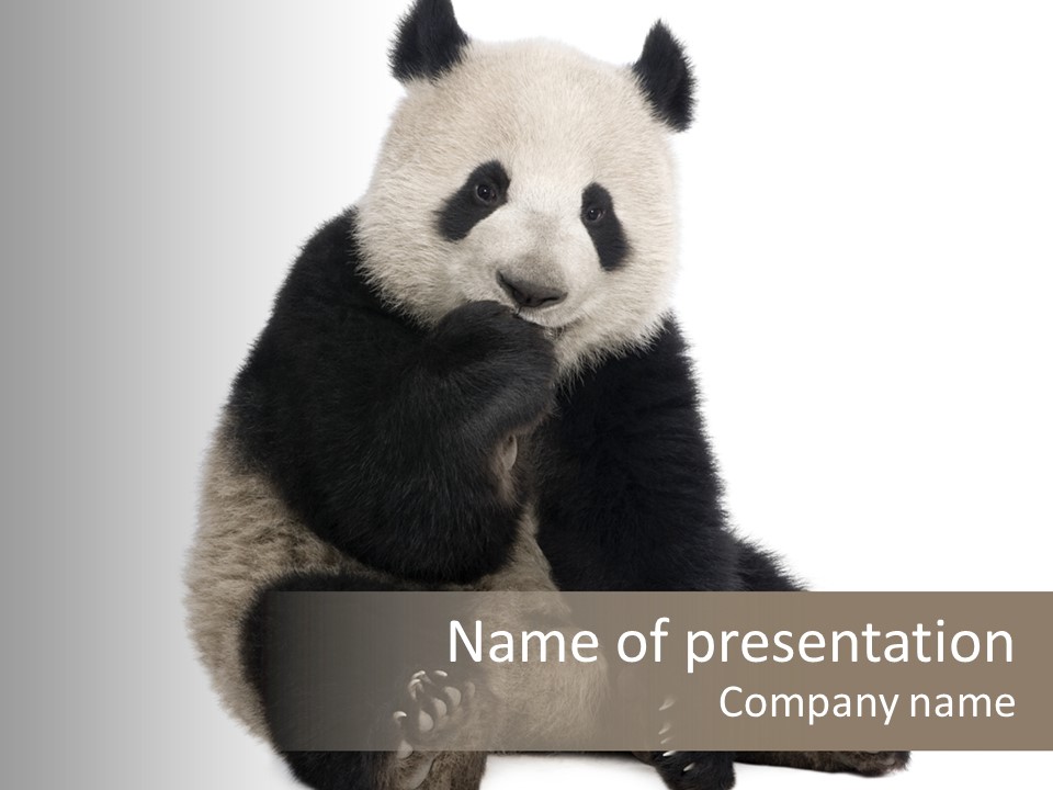 Animal Ursidae Black And White PowerPoint Template