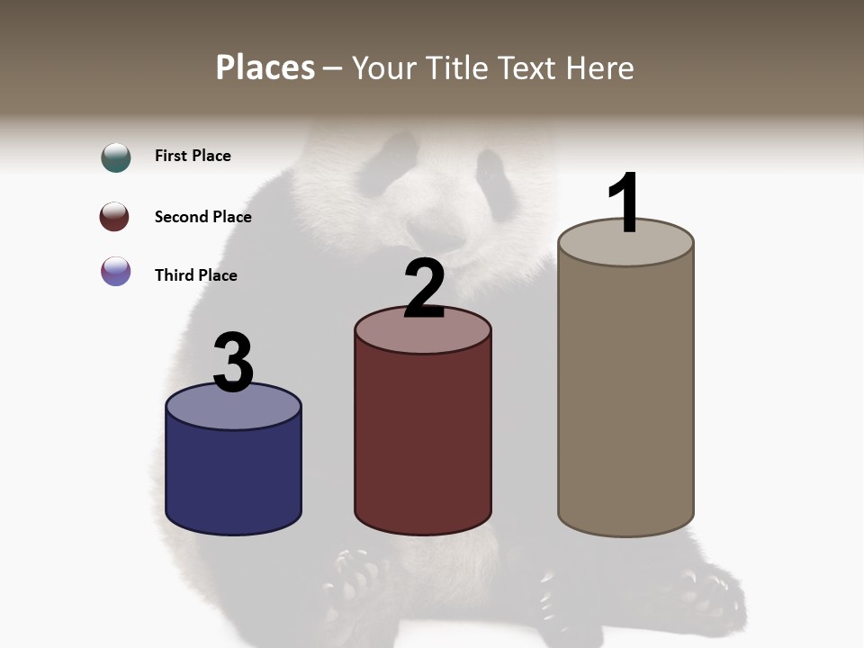 Animal Ursidae Black And White PowerPoint Template