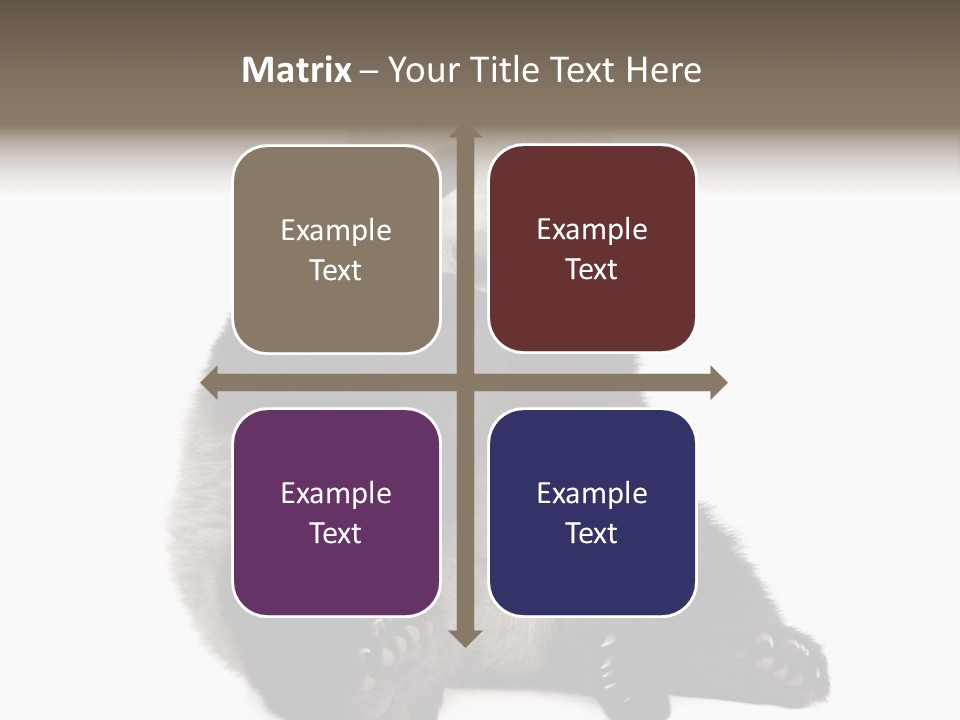 Animal Ursidae Black And White PowerPoint Template