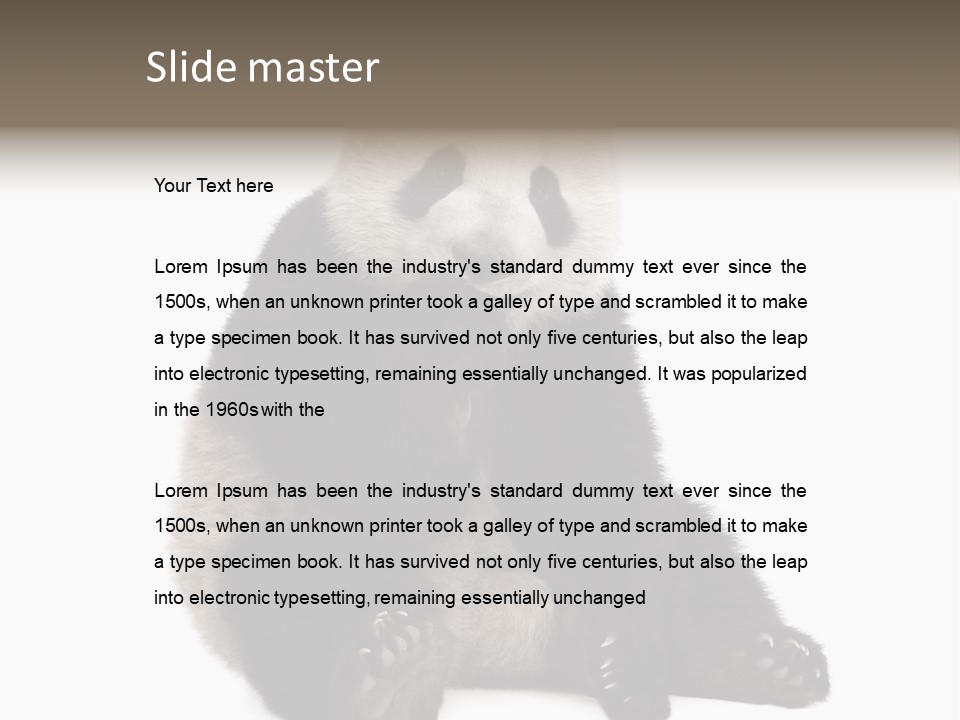 Animal Ursidae Black And White PowerPoint Template