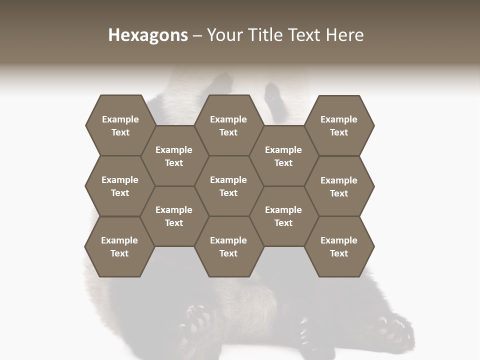 Animal Ursidae Black And White PowerPoint Template