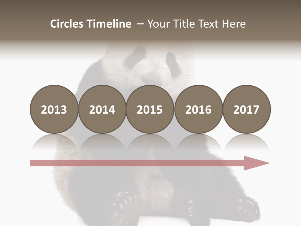 Animal Ursidae Black And White PowerPoint Template