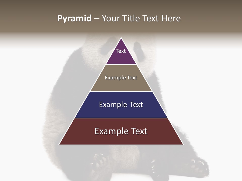 Animal Ursidae Black And White PowerPoint Template