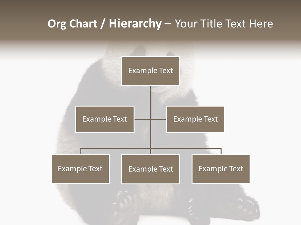 Animal Ursidae Black And White PowerPoint Template