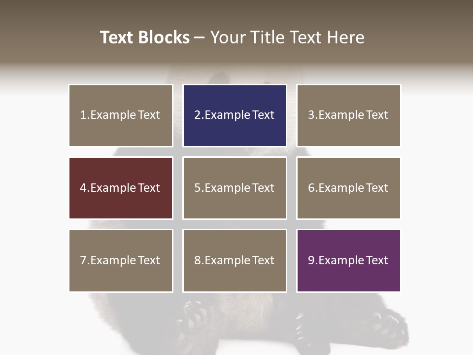 Animal Ursidae Black And White PowerPoint Template