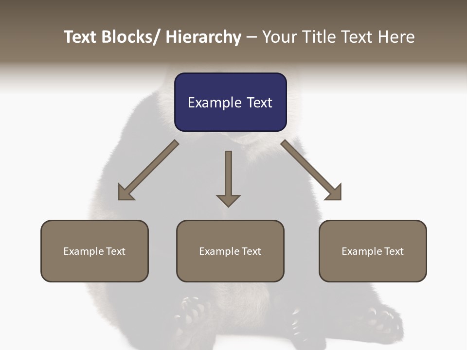 Animal Ursidae Black And White PowerPoint Template