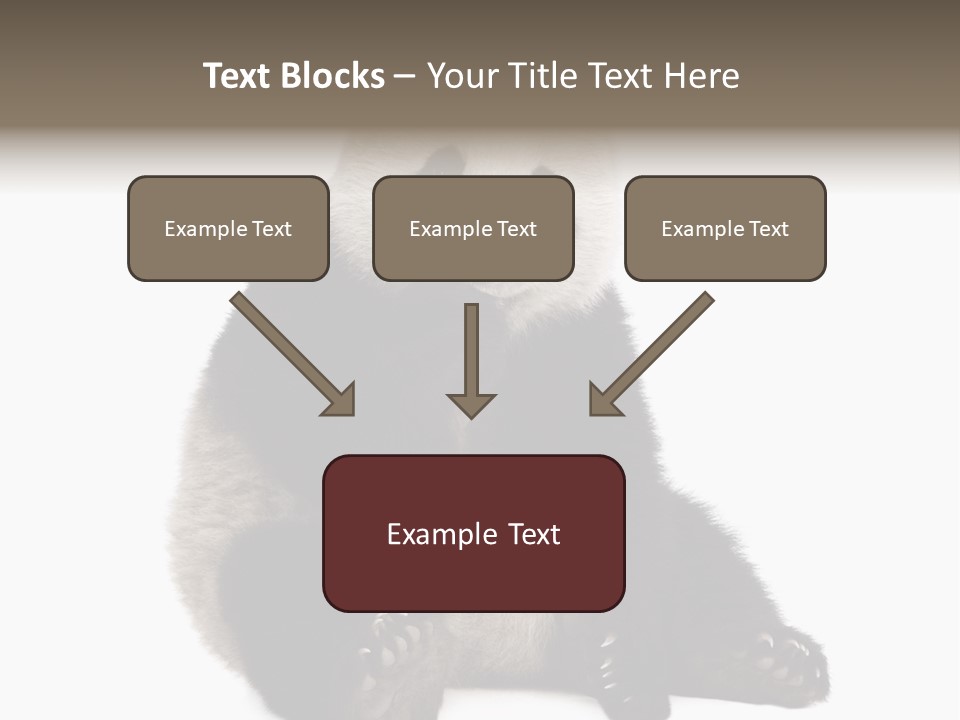 Animal Ursidae Black And White PowerPoint Template