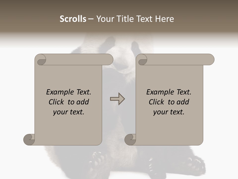 Animal Ursidae Black And White PowerPoint Template