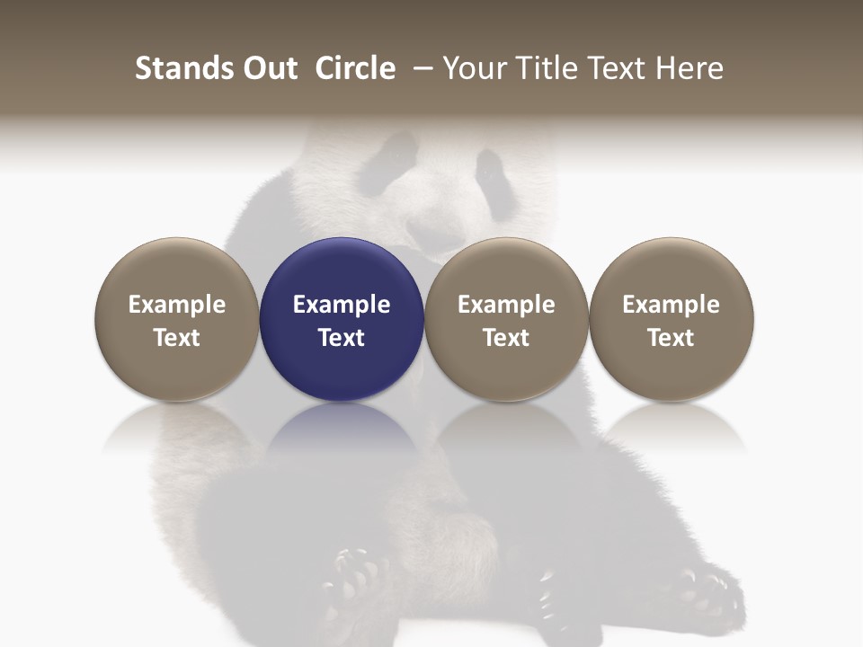 Animal Ursidae Black And White PowerPoint Template