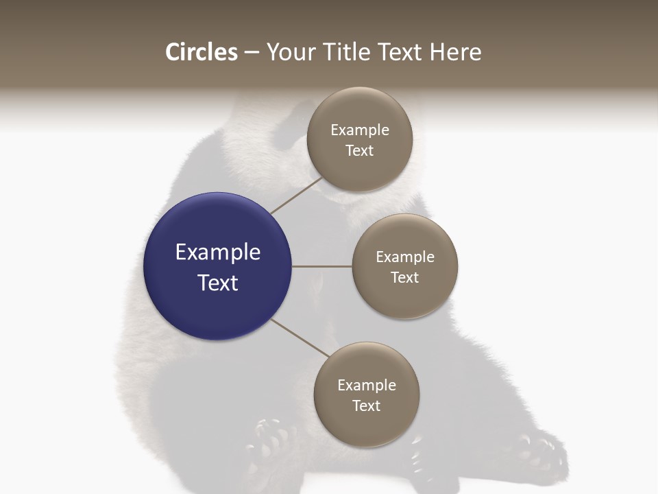 Animal Ursidae Black And White PowerPoint Template