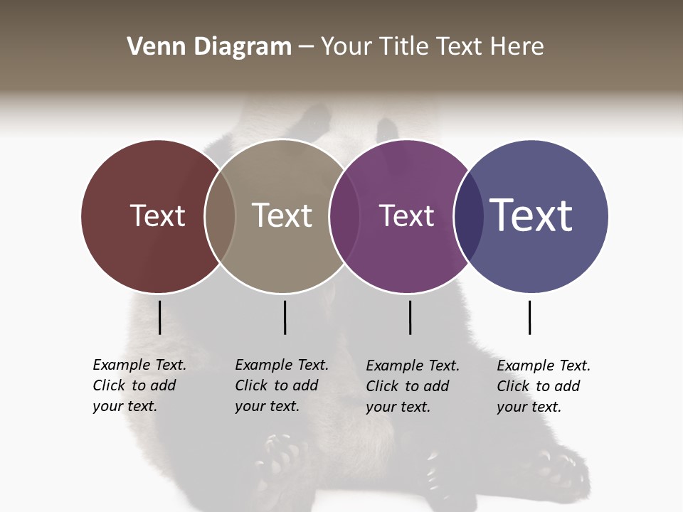 Animal Ursidae Black And White PowerPoint Template