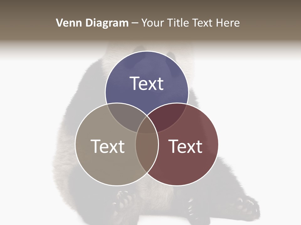 Animal Ursidae Black And White PowerPoint Template