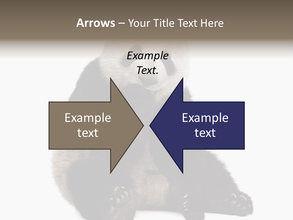 Animal Ursidae Black And White PowerPoint Template