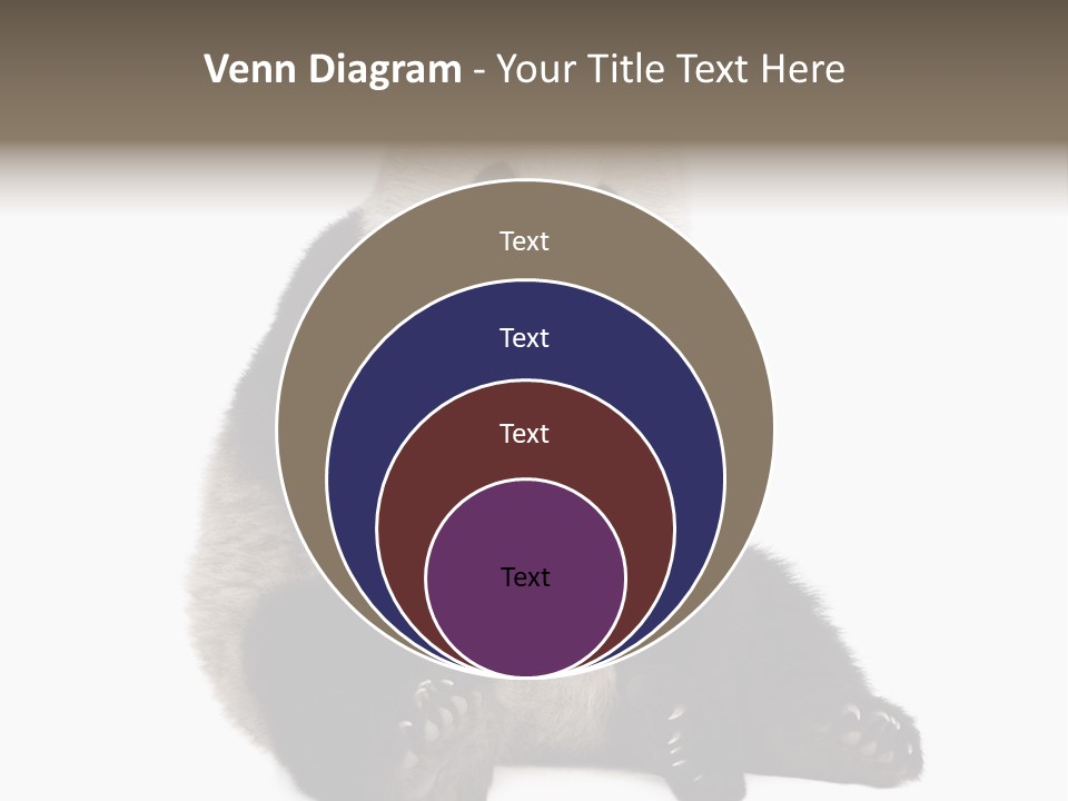 Animal Ursidae Black And White PowerPoint Template