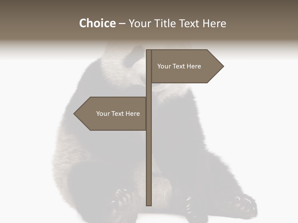 Animal Ursidae Black And White PowerPoint Template