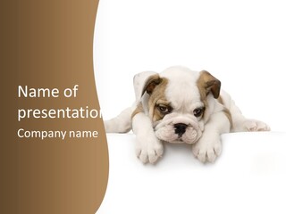 Smart Watching English Bulldog Puppy PowerPoint Template