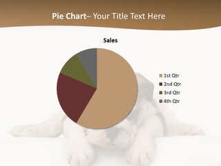 Smart Watching English Bulldog Puppy PowerPoint Template