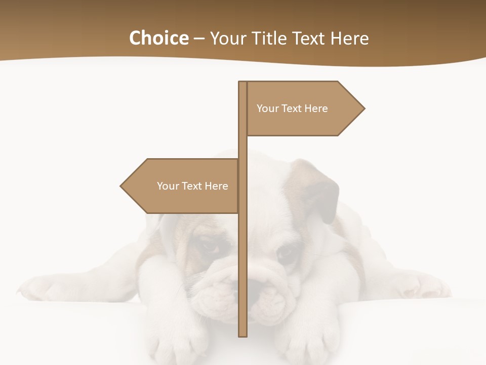 Smart Watching English Bulldog Puppy PowerPoint Template