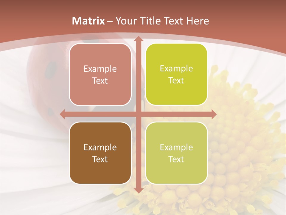 Coccinellidae Macro Insect PowerPoint Template