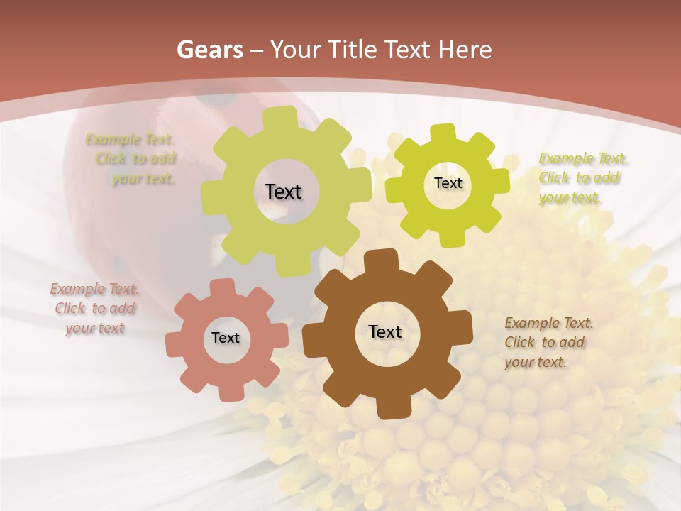 Coccinellidae Macro Insect PowerPoint Template