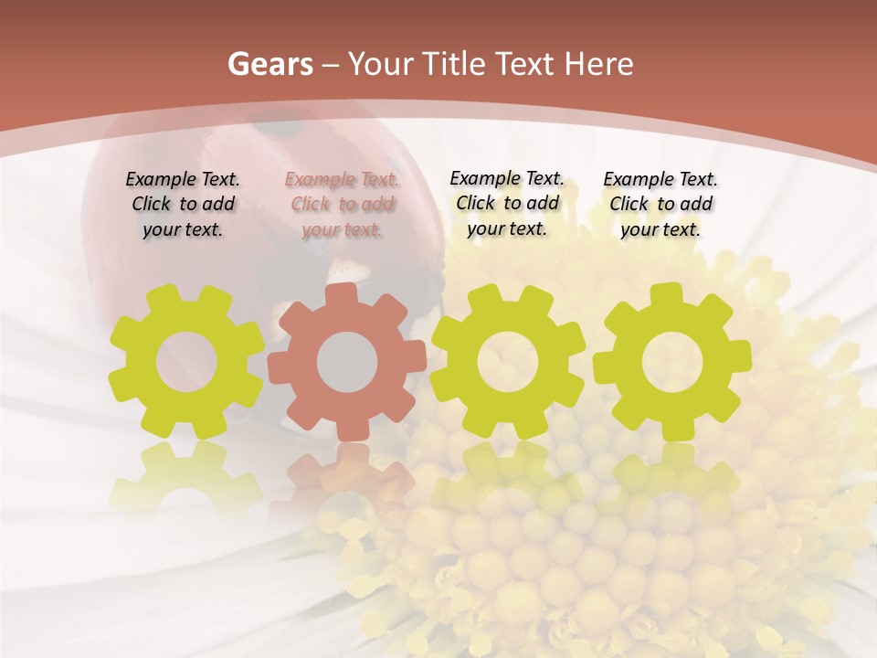 Coccinellidae Macro Insect PowerPoint Template