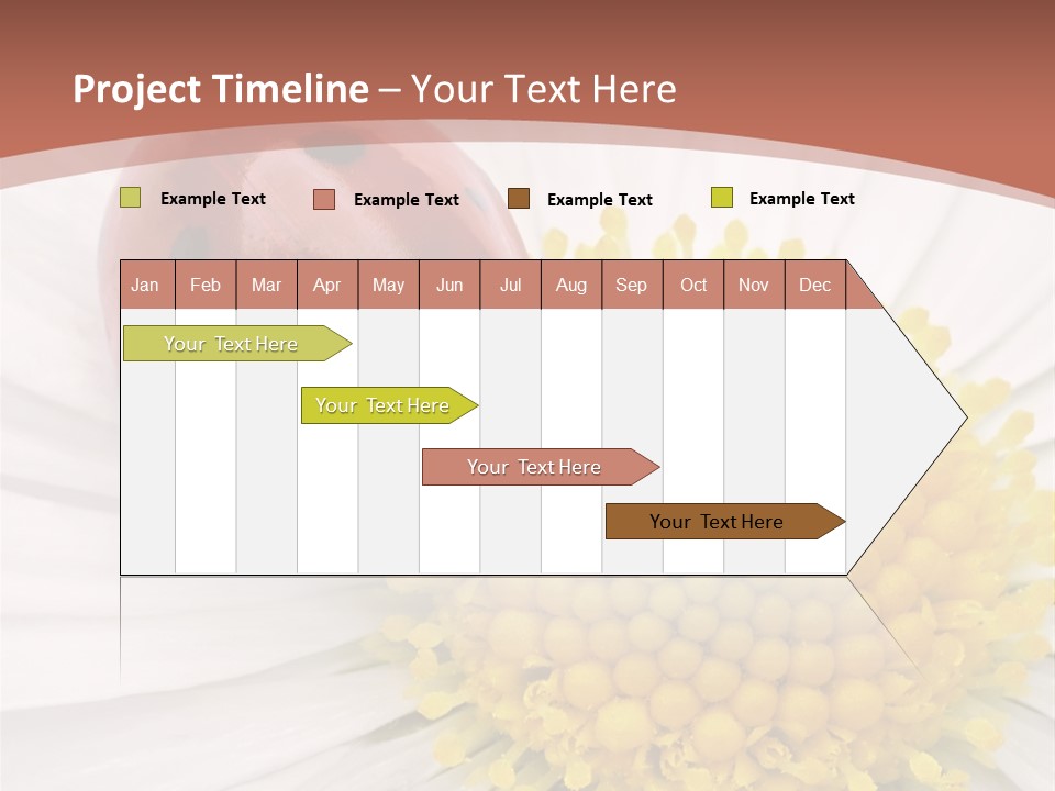 Coccinellidae Macro Insect PowerPoint Template