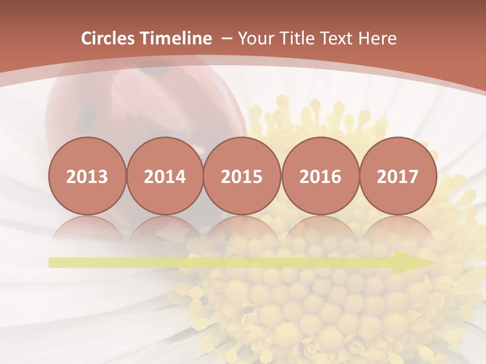 Coccinellidae Macro Insect PowerPoint Template