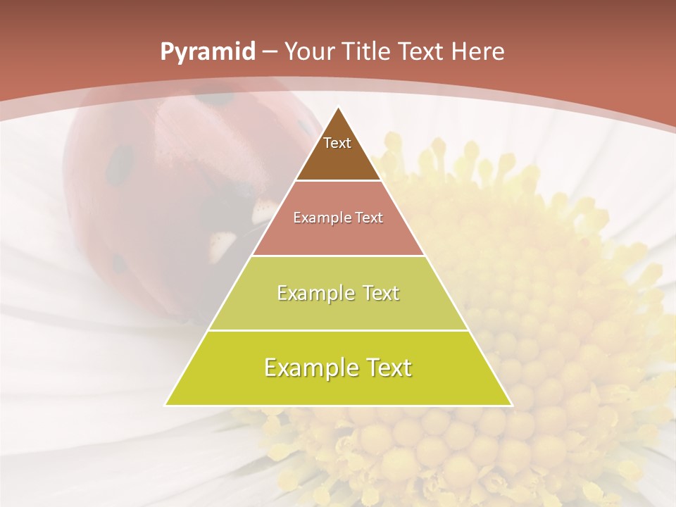Coccinellidae Macro Insect PowerPoint Template